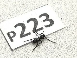 P223 Cerambycidae Lucanus insect beetle Coleoptera Vietnam 3