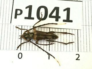 P1041 Cerambycidae Lucanus Insect Beetle Coleoptera Vietnam