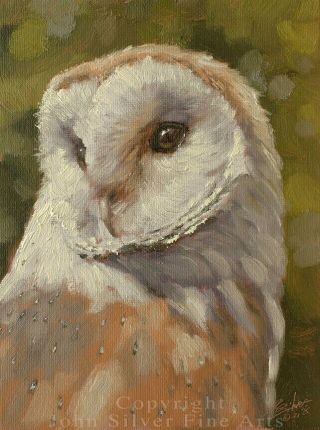 Barn Owl Oil Painting 8 X 6 Inch By Uk Artist John Silver Ba