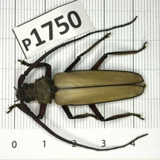 P1750 Cerambycidae Lucanus Insect Beetle Coleoptera Vietnam