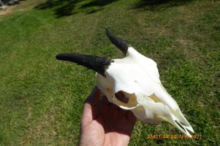 Small Nanny Goat Skull With Horns Taxidermy Hunting Gothic Bone Craft Hunt