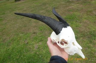 Billy Goat Skull Black Even Horns Taxidermy Hunting Gothic Bone Craft Hunt