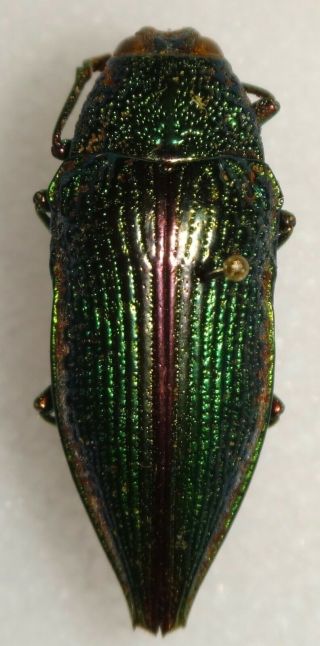 Rare Buprestidae Leiopleura Attenuata 37.  5mm Brazil 39n Jewel Beetle Calodema