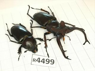 R4499 Lucanus Dongi 70mm Rare Beetle Coleoptera Vietnam