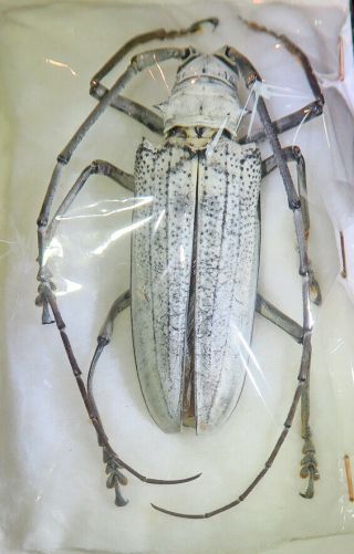 210505 Cerambycidae Batocera Porioni F 70 Mm Salomon