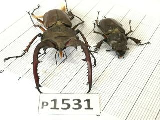 P1531 Cerambycidae Lucanus insect beetle Coleoptera Vietnam 2