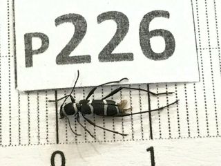 P226 Cerambycidae Lucanus Insect Beetle Coleoptera Vietnam