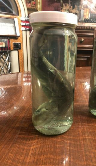 Real Shark In A Jar Preserved In Container - Taxidermy Shark Tooth Shark Teeth