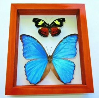 2 Real Framed Butterfly Blue Morpho Didius & Catonephele Numilia Female Peru