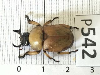 P542 Cerambycidae Lucanus Insect Beetle Coleoptera Vietnam