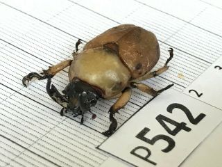 P542 Cerambycidae Lucanus insect beetle Coleoptera Vietnam 2