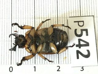 P542 Cerambycidae Lucanus insect beetle Coleoptera Vietnam 3