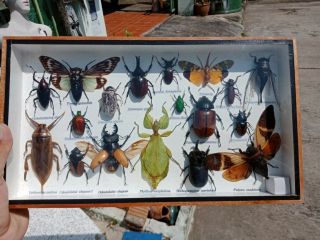 Set Very Rare Real Walking Insect Phyllium Taxidedmy Bug Beetle Gift Wall Frame