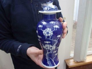 Antique 19thc Chinese Blue Prunus Temple Jar & Fo Dog Lid 27cm High Double Ring