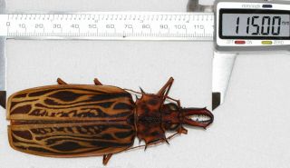 Macrodontia Cervicornis Female 115mm A - (peru)