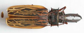 Macrodontia Cervicornis Male 106,  7mm A - (brazil)