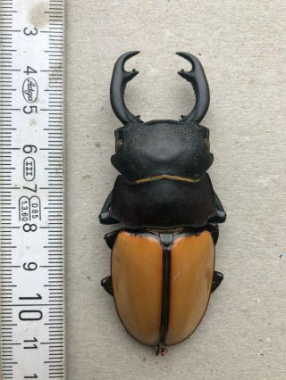 Lucanidae,  Odontolabis Castelnaudi Castelnaudi,  W.  - Malaysia,  Giant,  76 Mm,  A1