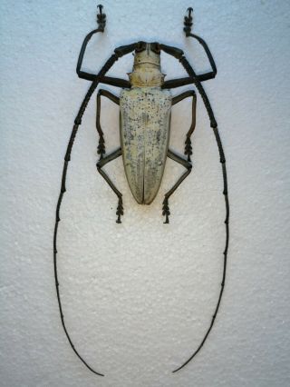 Batocera Kibleri,  Very Scarce Species From Solomon Isl. ,  71mm,  Longhorn Beetle