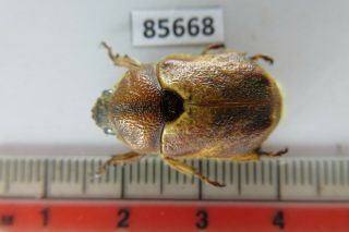 85668 Rutelidae: Didrepanephorus Sp.  Vietnam Central.  Area