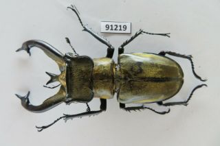 91219 Lucanidae: Lucanus tibetanus katsurai.  Vietnam North.  75mm 2