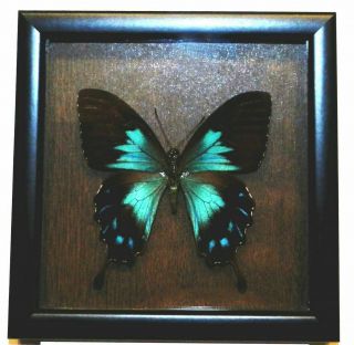 Papilio Ulysses Female.  In A Frame Made Of Expensive Wood