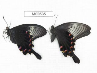 Butterfly.  Papilio Dehaani Ssp.  Shandong,  Zaozhuang.  1p.  Mc0535.