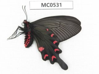 Butterfly.  Byasa Sp.  Shandong,  Zaozhuang.  1f.  Mc0531.