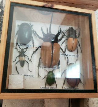 Real Framed Beetles Bugs Taxidermy Insects 6 " X 6 "