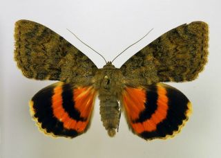 Catocala Oberthuri Male Wingspan 70mm A - (noctuidae) Very Rare