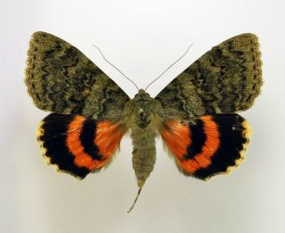 Catocala Oberthuri Female Wingspan 67mm A - (noctuidae) Very Rare