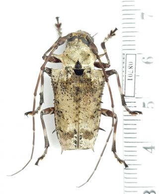 Cerambycidae Polyrhaphis spinosa Peru female 2