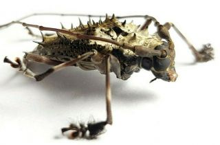 Cerambycidae Polyrhaphis Spinosa Peru