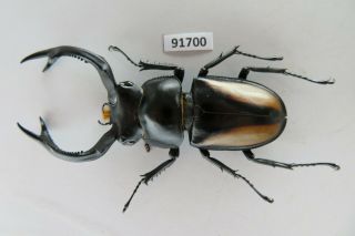 91700 Lucanidae,  Rhaetulus crenatus.  Vietnam North.  65mm 2