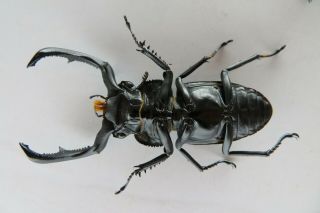 91700 Lucanidae,  Rhaetulus crenatus.  Vietnam North.  65mm 3