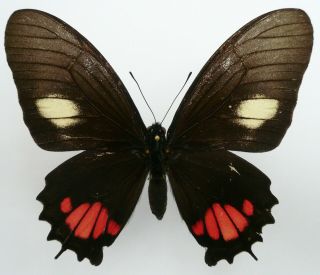 Papilio (mimoides) Xynias Trapeza Female From Tonantins,  Brazil