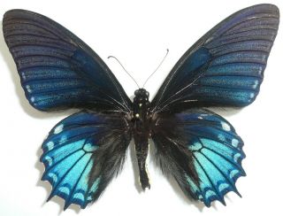 Papilio Xanthopleura Male From Rio Maranon,  Dept.  Loreto,  Peru