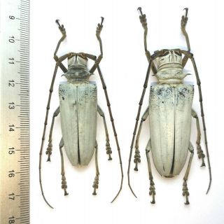 Rosenbergia Lactiflua Solomon Islands Scarce Cerambycidae Beetle 50 & 56mm Pair
