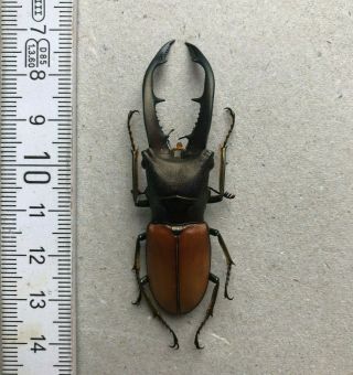 Lucanidae,  Cyclommatus Montanellus,  N.  - Borneo,  Giant,  62,  Mm,  A1