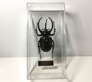 Deagostini 1:1 Chalcosoma Atlas Male Horn Beetle Insect Figure