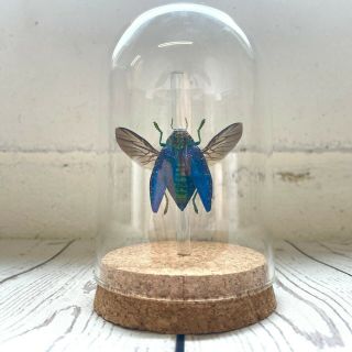 Blue Jewel Beetle (polybothris Sumptuosa) Insect Glass Bell Dome Display Jar