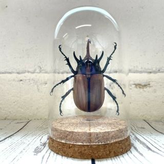 Five Horned Rhino Beetle (eupatorus Gracilicornis) Glass Bell Cloche Dome Jar