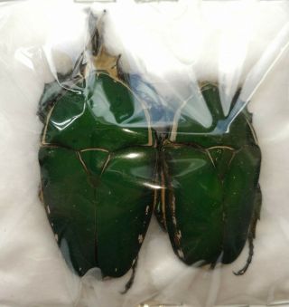 Mecynorrhina Torquata Immaculicollis,  77mm Pair,  Goliath Beetle Fr.  Cameroon
