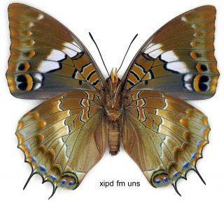 Butterfly - 1 x mounted female SCARCE Charaxes xiphares desmondi (Good A1 -) 2