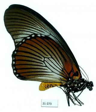 Papilio Zalmoxis Male | Kananga D.  R.  C.  | 21 - 273