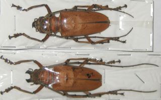 Cerambycidae Rosenbergia Mandibularis Pair A1 Male 51mm (west Papua)
