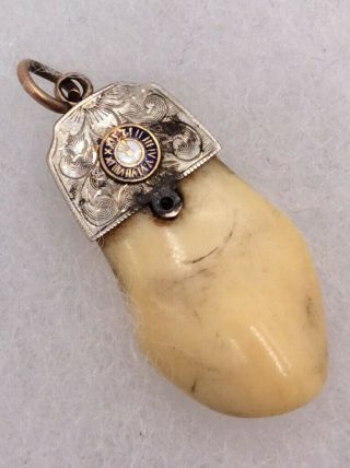 10k Yellow Gold Vintage Elks Tooth Pendant For Necklace