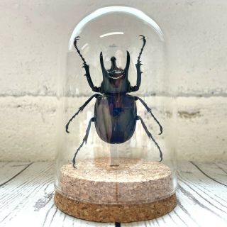 Atlas Beetle (chalcosoma Atlas) Glass Bell Dome Display Jar Cloche 3 Horned
