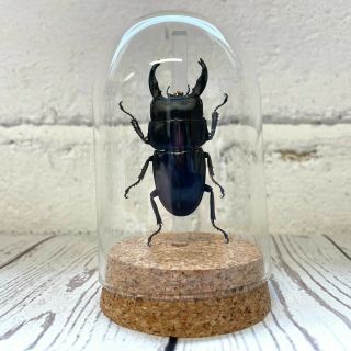 Black Stag Beetle (dorcus Reichei) Glass Bell Dome Display Jar Cloche Insect
