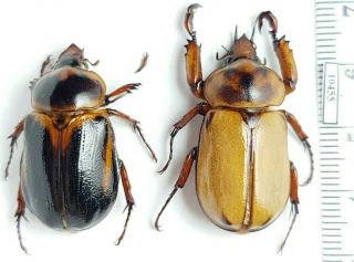 Scarabaeidae,  Dynastinae Ancognatha Jamesoni Ecuador Pair
