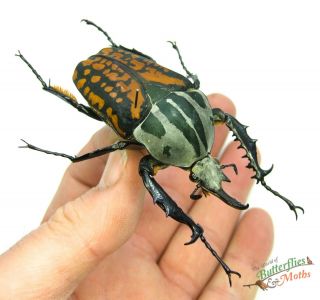 Giant Horned Beetle Mecynorhina Oberthuri F.  Decorata Set X1 A1 - Scarce Insect.